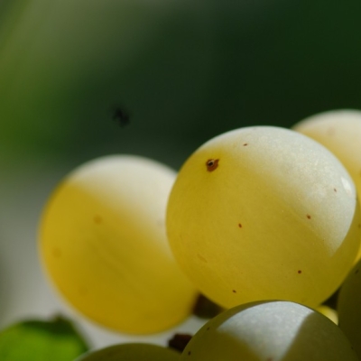 Kerner ANT 0969